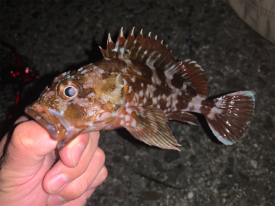 太刀魚調査からけんさきまで。