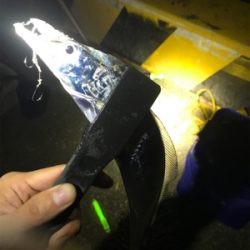 激シブタチウオ