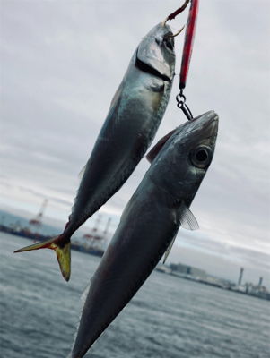 コンスタントに小鯖。たまに中鯖、豆鯖。。。…