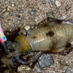 明石でエギング