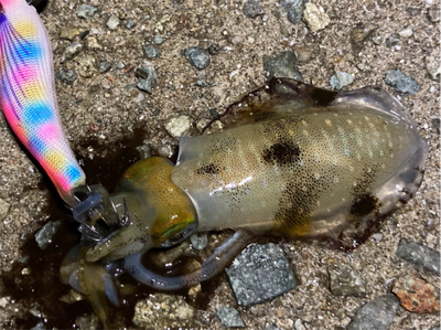 明石でエギング