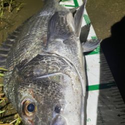 今年初のチヌは歳無し