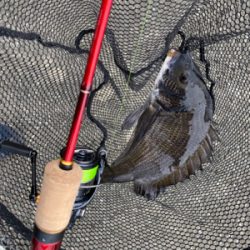 色々な魚がいっぱ〜い