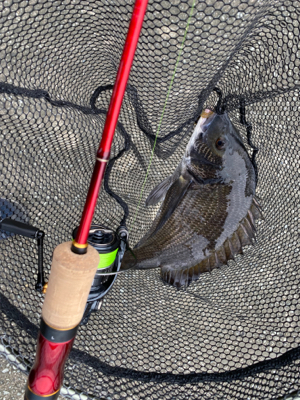 色々な魚がいっぱ〜い