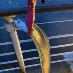 シーサイド太刀魚