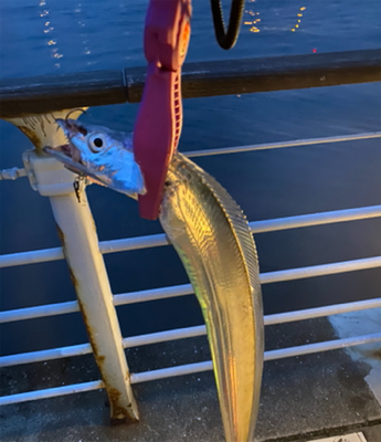 シーサイド太刀魚