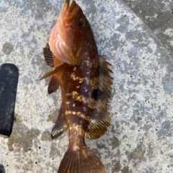 朝マズメのエギング