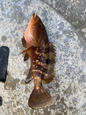 朝マズメのエギング