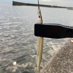 ケーソンでサヨリ！シーバス60cm