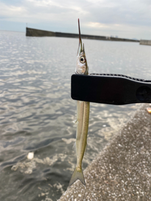 ケーソンでサヨリ！シーバス60cm