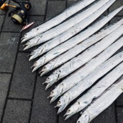 鯖は鳴りを潜め青物遠く。太刀魚ツヌケ。。