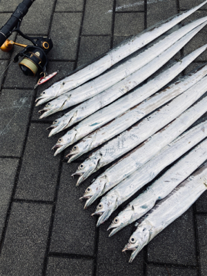 鯖は鳴りを潜め青物遠く。太刀魚ツヌケ。。