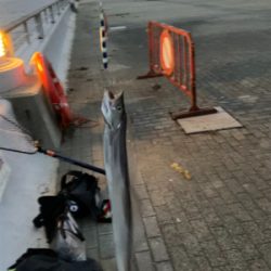 ⭐︎太刀魚開幕