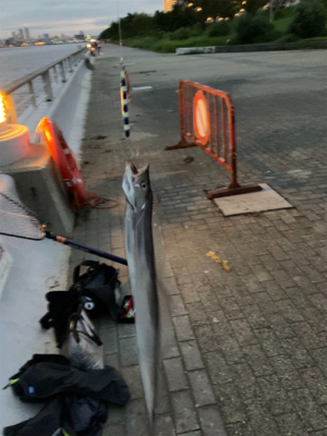 ⭐︎太刀魚開幕