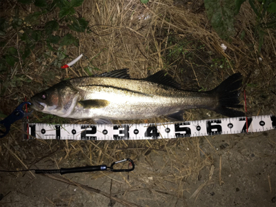 つ抜けに届かず…