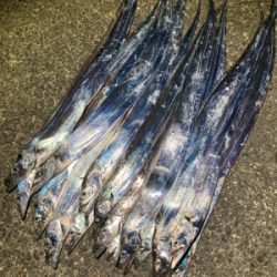 台風前の太刀魚