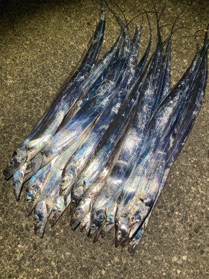 台風前の太刀魚