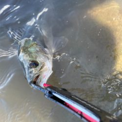 今年の夏初めての真昼間釣行