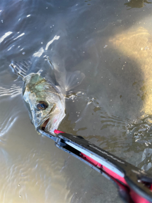 今年の夏初めての真昼間釣行