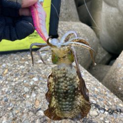 台風通過後のエギング(^.^)