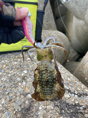 台風通過後のエギング(^.^)