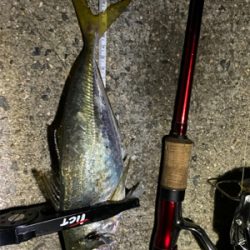 ワールドシャウラで釣れる魚を釣る。