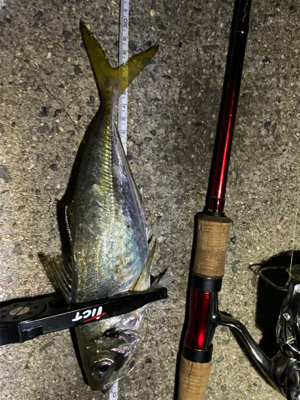 ワールドシャウラで釣れる魚を釣る。