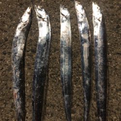 タチウオきてます！