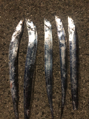 タチウオきてます！