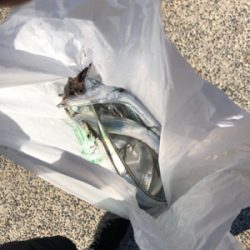 タチウオようさん釣れてました