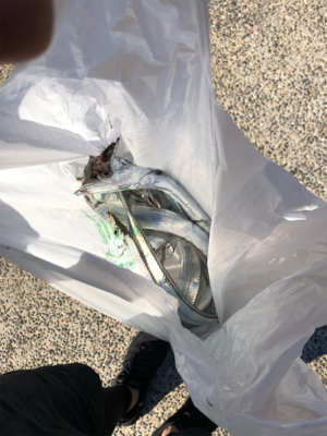 タチウオようさん釣れてました