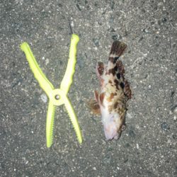 イソメで三目達成