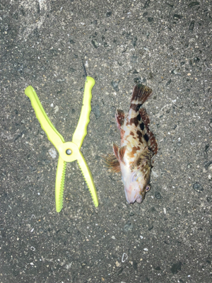 イソメで三目達成