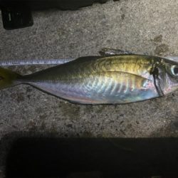 ジグ単で尺連発