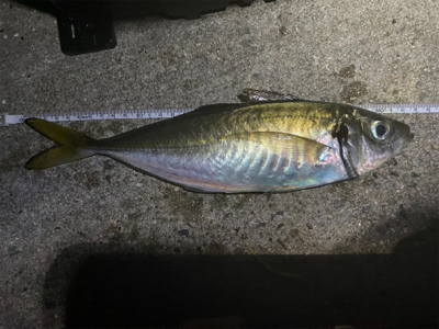 ジグ単で尺連発