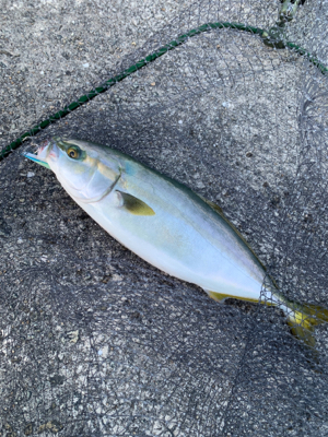 なんとか、ハマチ！