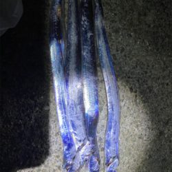 太刀魚台風後の影響無し