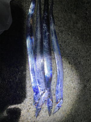 太刀魚台風後の影響無し