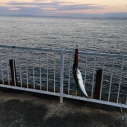 泉大津も青物そろそろかなぁ