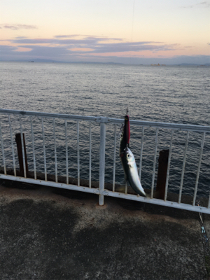 泉大津も青物そろそろかなぁ