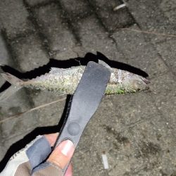 タチウオアタリ無くサバ。