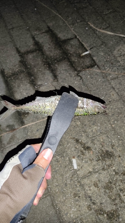 タチウオアタリ無くサバ。