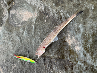 ショアジギング