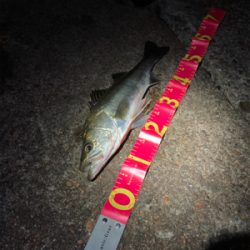 5投目でキャッチ