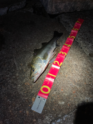 5投目でキャッチ