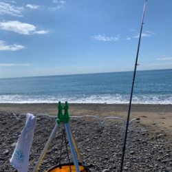 そろそろカツオ