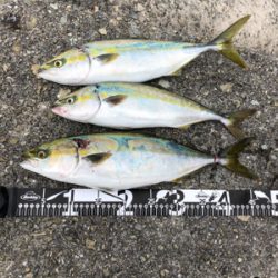 カタクチくるくる