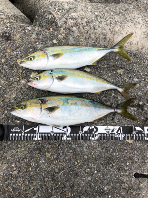 カタクチくるくる