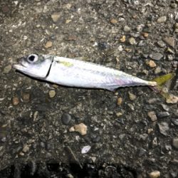 太刀魚釣り！^ ^