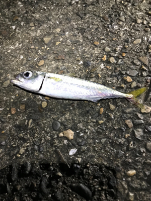 太刀魚釣り！^ ^